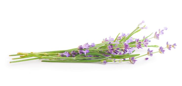 Lavender flowers bundle on a white background.