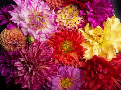 Red, white, yellow dahlia august colorful background. View of multicolor dahlia flowers. Beautiful dahlia flowers on green background. Summer flowers is genus of plants in sunflower family Asteracea