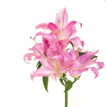 beautiful pink lily, isolated on white