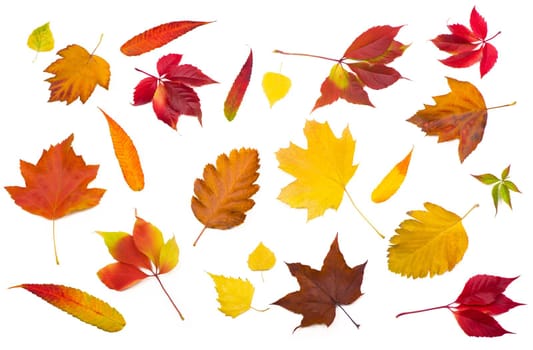 collection beautiful colorful autumn leaves isolated on white