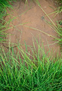 Fresh green grass with dew drops closeup Nature Background