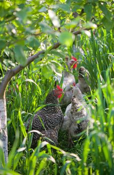 Rooster and Chickens. Free Range Cock and Hens.