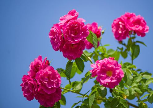 Beautiful pink climbing roses in spring in the garden