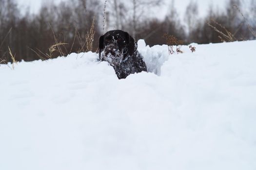 Dog hunting, portrait of German wire hair, winter in the field. Winter hunting. High quality photo