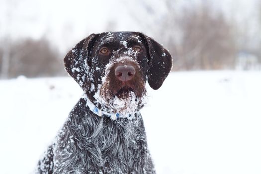 Dog hunting, portrait of German wire hair, winter in the field. Winter hunting. High quality photo