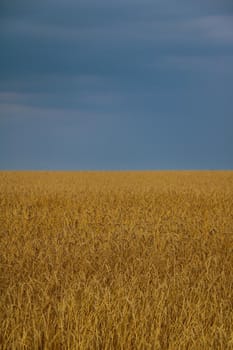 Yellow wheat field in the countryside. Harvest