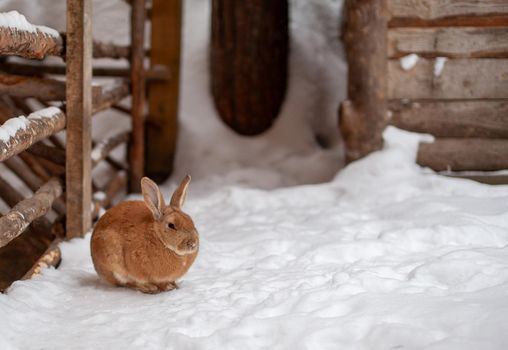 Beautiful, fluffy red rabbit in winter on the farm. The rabbit sits waiting for food.