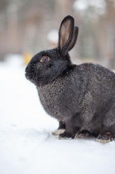 Beautiful, fluffy black rabbit in winter in the park. The rabbit sits waiting for food.
