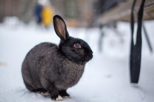 Beautiful, fluffy black rabbit in winter in the park. The rabbit sits waiting for food.