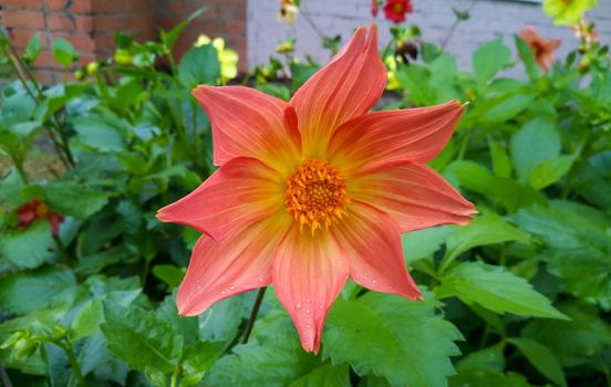 Orange Dahlia on a green flower bed.