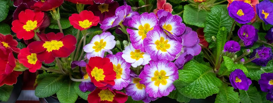 Primrose is multicolored in full bloom. Primula vulgaris blooms.