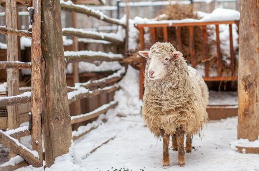 A white curly-haired sheep in a wooden pen. Sheep farming in winter. Household.