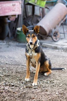 dog on a chain, dog in a rural yard. vertical