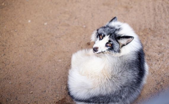 Beautiful, fluffy white fox in the zoo. A wild animal in an animal shelter.