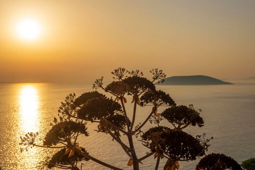 Plant silhouette with scenic sunset at sea. Greece.