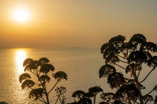 Plant silhouette with scenic sunset at sea. Greece.