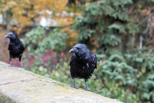 Raven birds on a wall of the Nuremberg castle, Bavaria, Germany  in autunm 