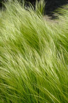 Pony tails grass - Latin name - Nassella tenuissima Pony Tails