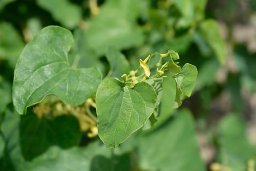 Common birthwort - Latin name - Aristolochia clematitis