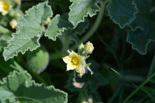 Squirting cucumber - Latin name - Ecballium elaterium