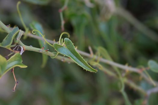 Common smilax leaves - Latin name - Smilax aspera