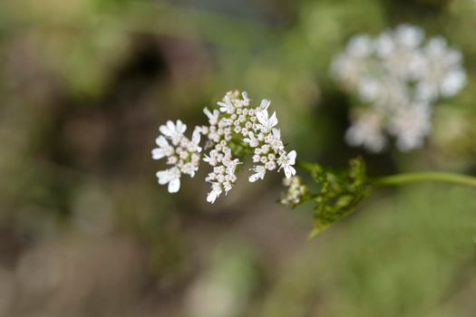 Common coriander flower - Latin name - Coriandrum sativum