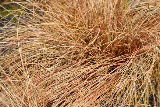 Bronze New Zealand hair sedge - Latin name - Carex comans Bronze Form