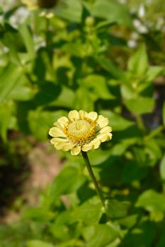 Zinnia Envy flowers - Latin name - Zinnia elegans Envy