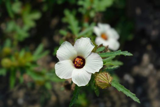 Flower-of-an-hour - Latin name - Hibiscus trionum