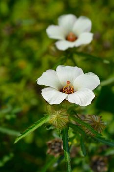 Flower-of-an-hour - Latin name - Hibiscus trionum