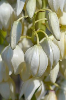 Spanish bayonet white flowers - Latin name - Yucca aloifolia