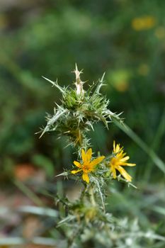 Common golden thistle flower bud - Latin name - Scolymus hispanicus