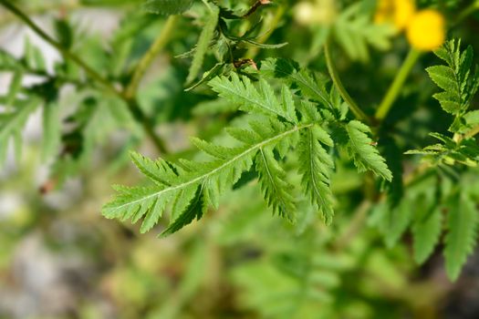 Common tansy leaves - Latin name - Tanacetum vulgare