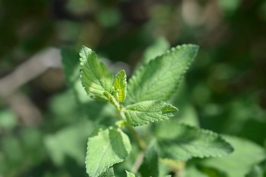 Catnip leaves - Latin name - Nepeta grandiflora