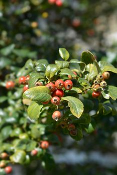 Downy hawthorn fruit - Latin name - Crataegus mollis
