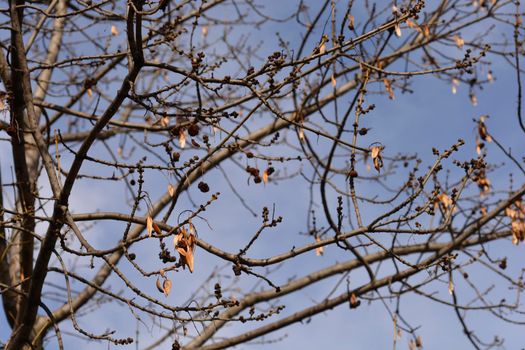Narrow-leaved ash branches with buds and seeds against blue sky - Latin name - Fraxinus angustifolia