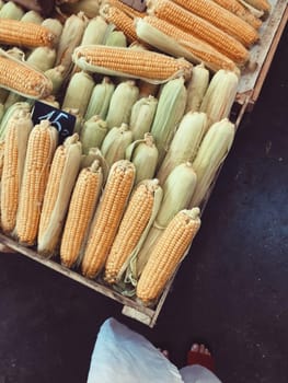 Agriculture. Ripe corn in boxes. High quality photo