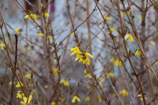 Tender spring blossoming Forsythia or Laburnum flowers on bare bush branches