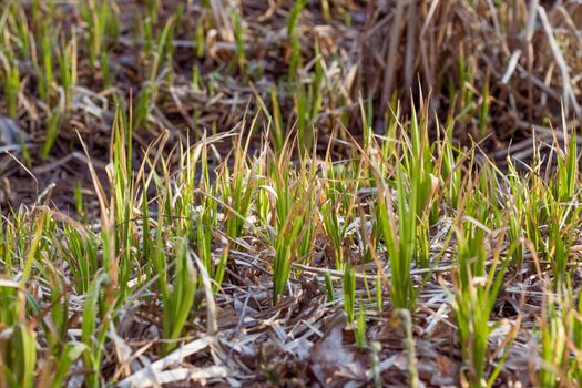 Beautiful green fresh first spring grass on a background of dark earth. The first plant sprouts break through the ground