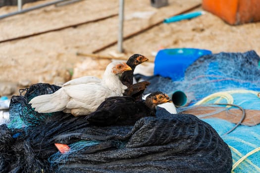 Several chickens sit on bags of fishing nets in a fishing village.