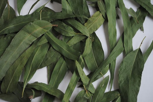 Dried eucalyptus leaves on a white background. Herbs