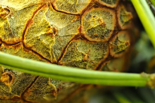 The texture of the pine cones. Macro-plant-producing. High quality photo