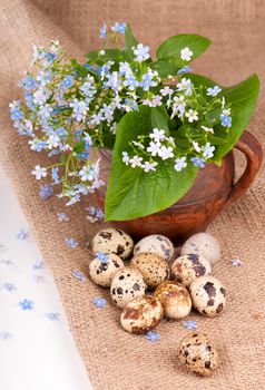 on a sacking nest, quail eggs and forget-me-not flowers