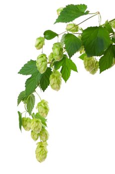 Fresh green hop branch, isolated on a white background. Hop cones for making beer and bread. Close up