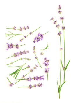Lavender flowers bundle on a white background.