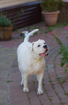 Portrait of stocky, strong-looking American Bulldog in the yard of the house.