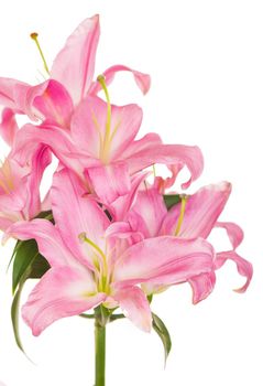 beautiful pink lily, isolated on white