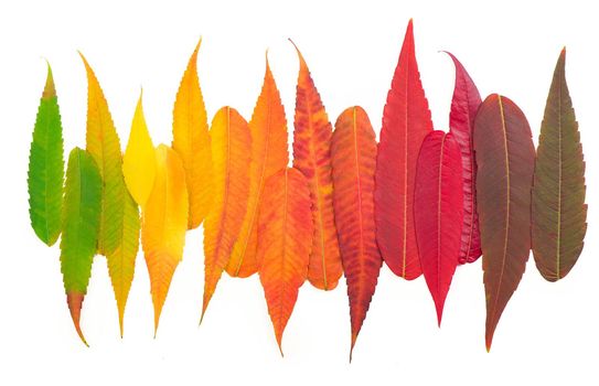 colorful fall leaf background. autumn leaves palette