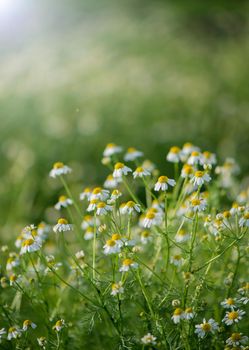 Chamomile field flowers border. Beautiful nature scene with blooming medical chamomilles in sun flare. Alternative medicine Spring Daisy. Summer flowers. Beautiful meadow. Summer background