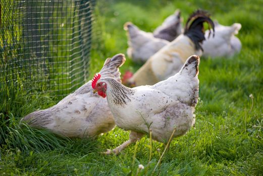 Rooster and Chickens. Free Range Cock and Hens.